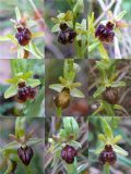 Ophrys sphegodes